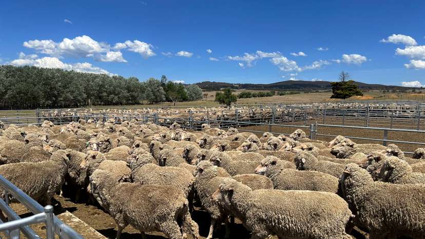FILE PHOTO: Sheep run into a holding pen at a farm near Delegate, in New South Wales