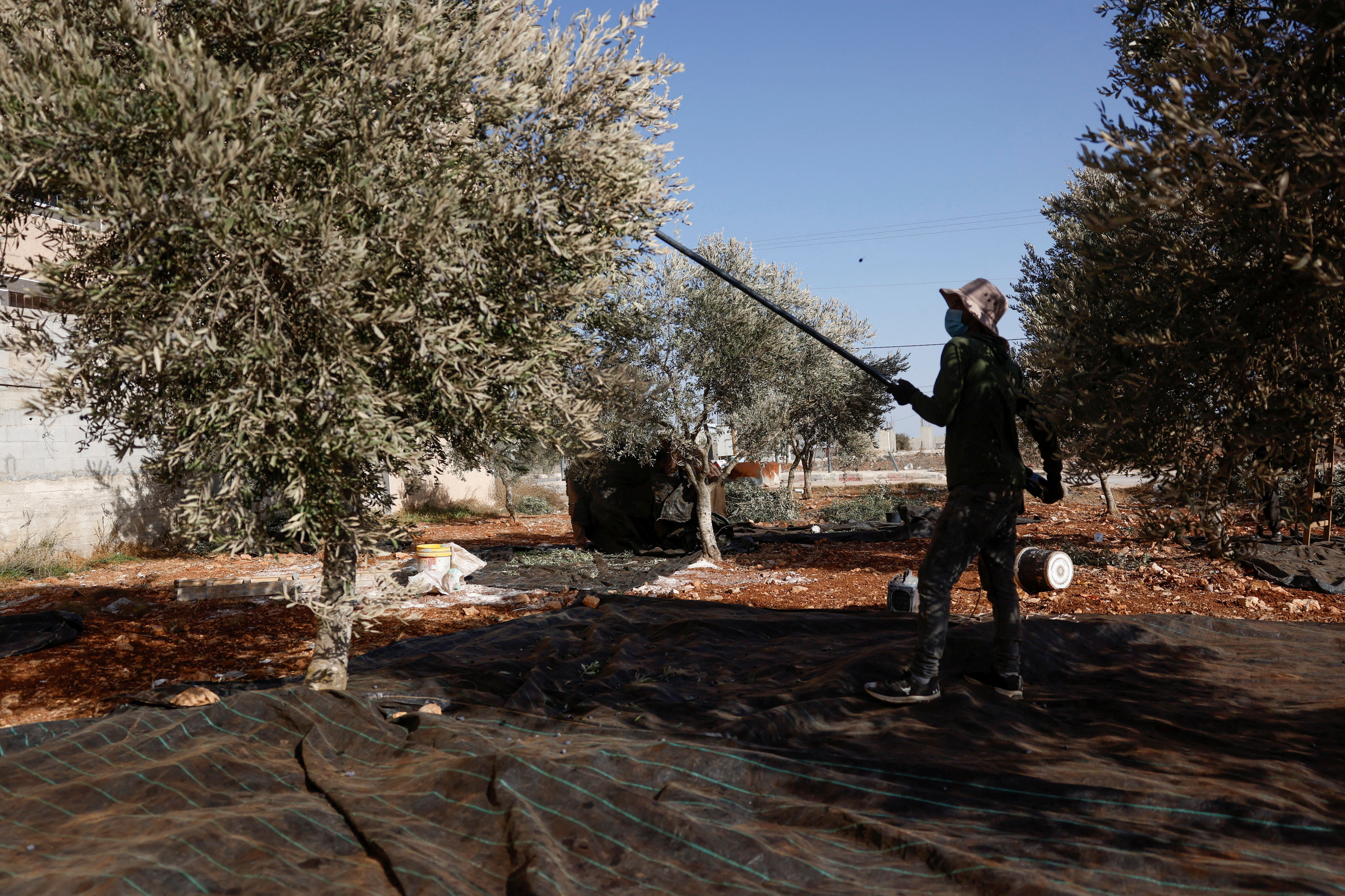 Palestinian olive farmers face another impossible harvest