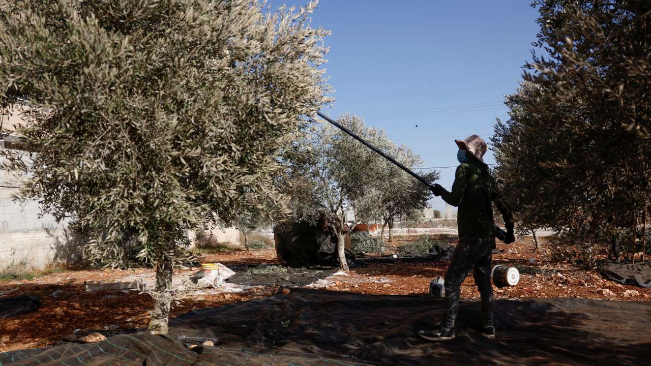 Palestinian olive farmers face another impossible harvest