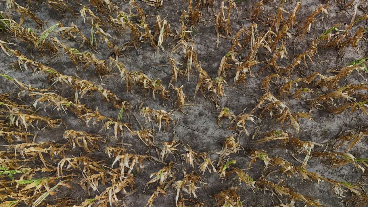 A drone view shows corn plants affected by hot weather and a lack of rain, on a farm in Chivilcoy, on the outskirts of Buenos Aires