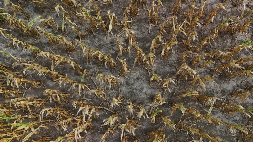 A drone view shows corn plants affected by hot weather and a lack of rain, on a farm in Chivilcoy, on the outskirts of Buenos Aires