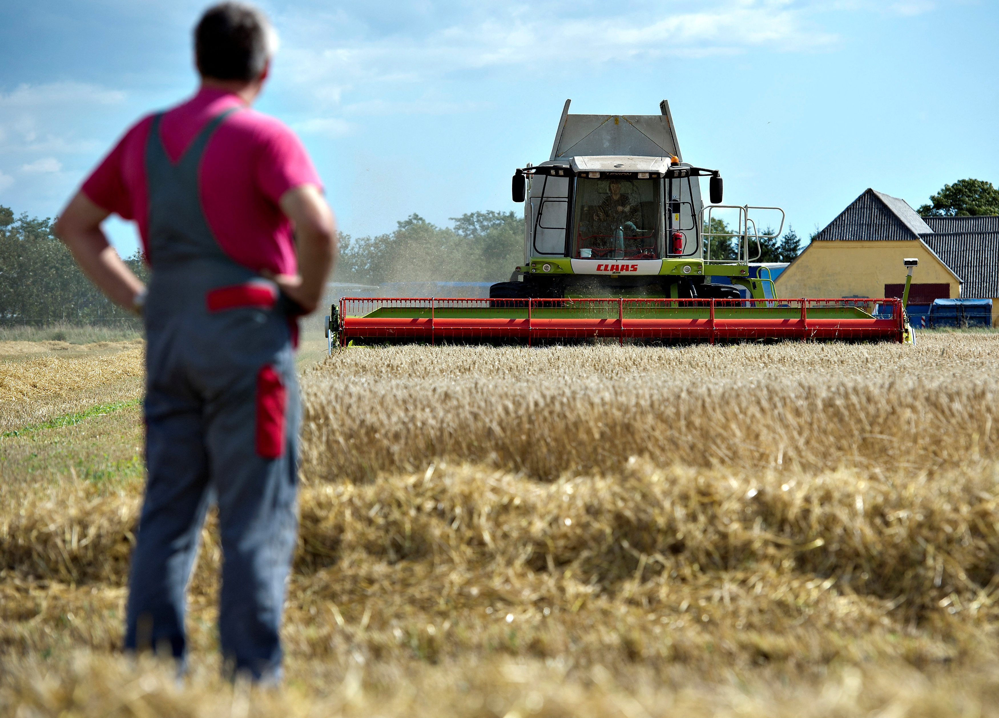 FILE PHOTO: A farmer watches as grain is harvested in Hurup