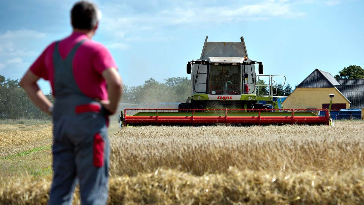 FILE PHOTO: A farmer watches as grain is harvested in Hurup