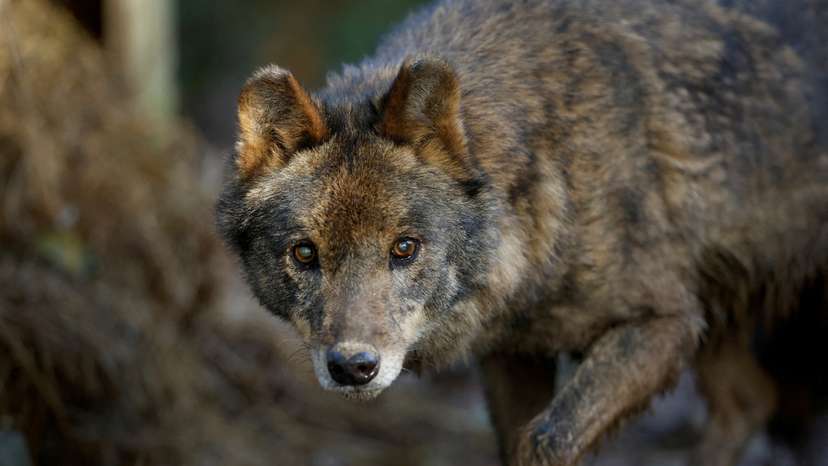FILE PHOTO: An Iberian wolf (Canis lupus signatus) exercises at Basondo Animal Refuge in Kortezubi