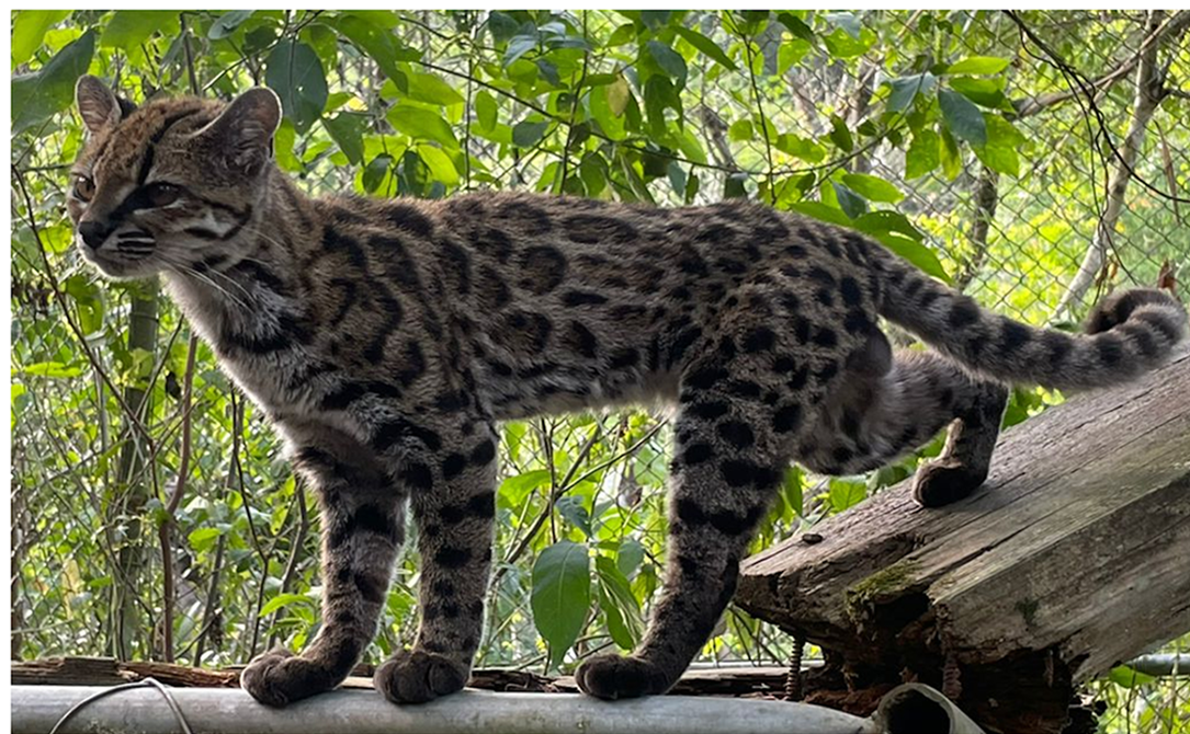 Um Leopardus tilcayo, nova espécie de gato selvagem identificada nos Yungas bolivianos.