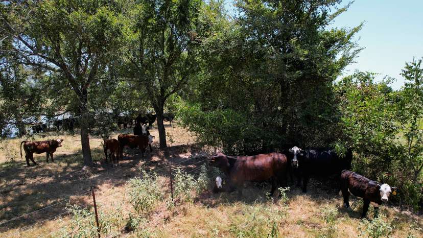 Cattle gather in the shade during a heat wave in Tennessee Colony