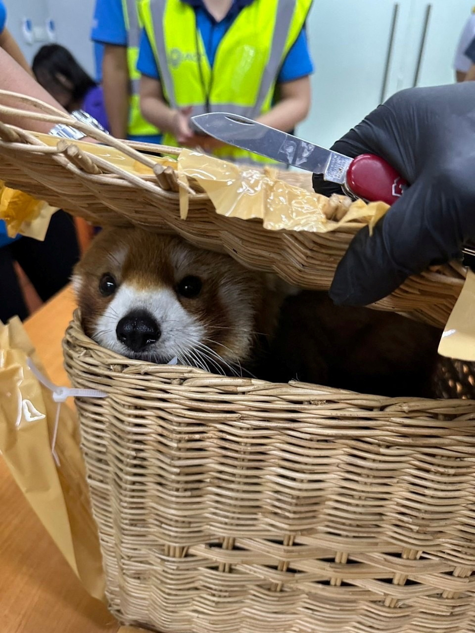 A confiscated red panda is seen inside luggage at Bangkok's Suvarnabhumi Airport after authorities arrested Indian national passengers who tried to smuggle wildlife