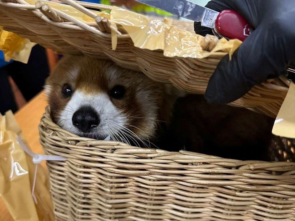 A confiscated red panda is seen inside luggage at Bangkok's Suvarnabhumi Airport after authorities arrested Indian national passengers who tried to smuggle wildlife