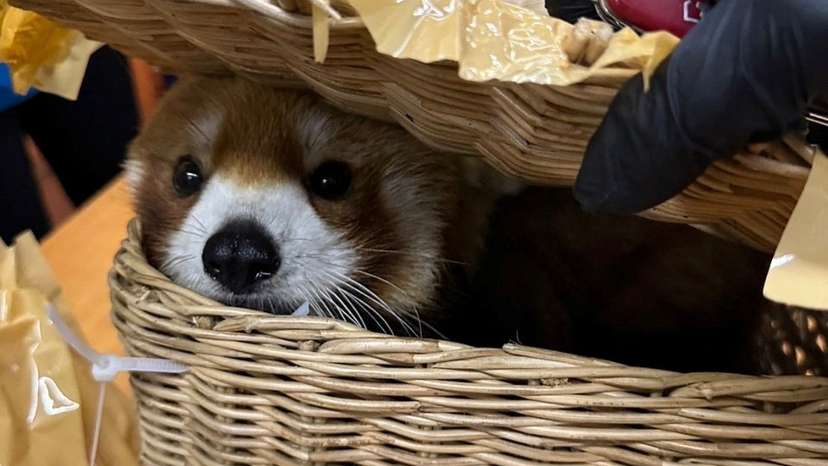 A confiscated red panda is seen inside luggage at Bangkok's Suvarnabhumi Airport after authorities arrested Indian national passengers who tried to smuggle wildlife