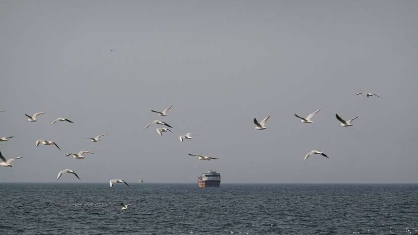 Birds fly near a boat in the Strait of Hormuz amid the U.S.-Israeli conflict with Iran, as seen from Musandam
