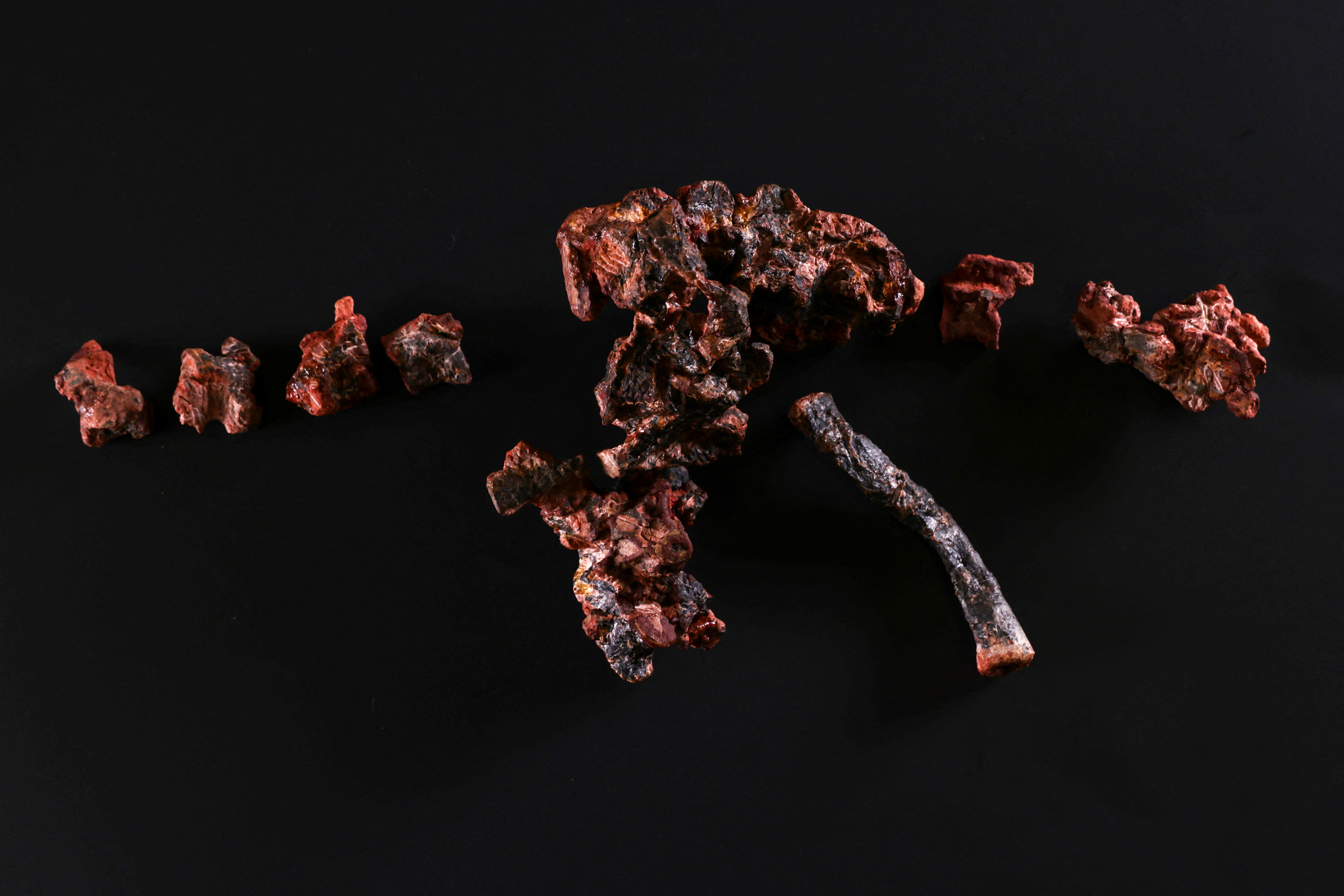 Brazilian scientists present discovery of fossil of ancient reptile related to dinosaurs called Silesauridae
