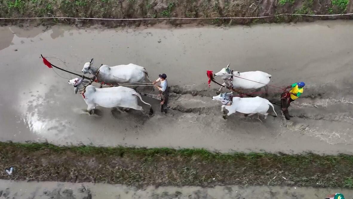Vietnam’s Traditional Ox Race Thrills Huge Crowds