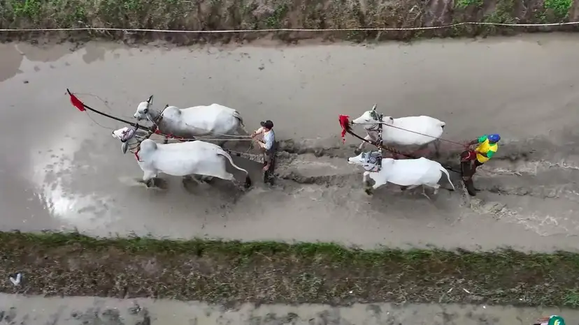Vietnam’s Traditional Ox Race Thrills Huge Crowds