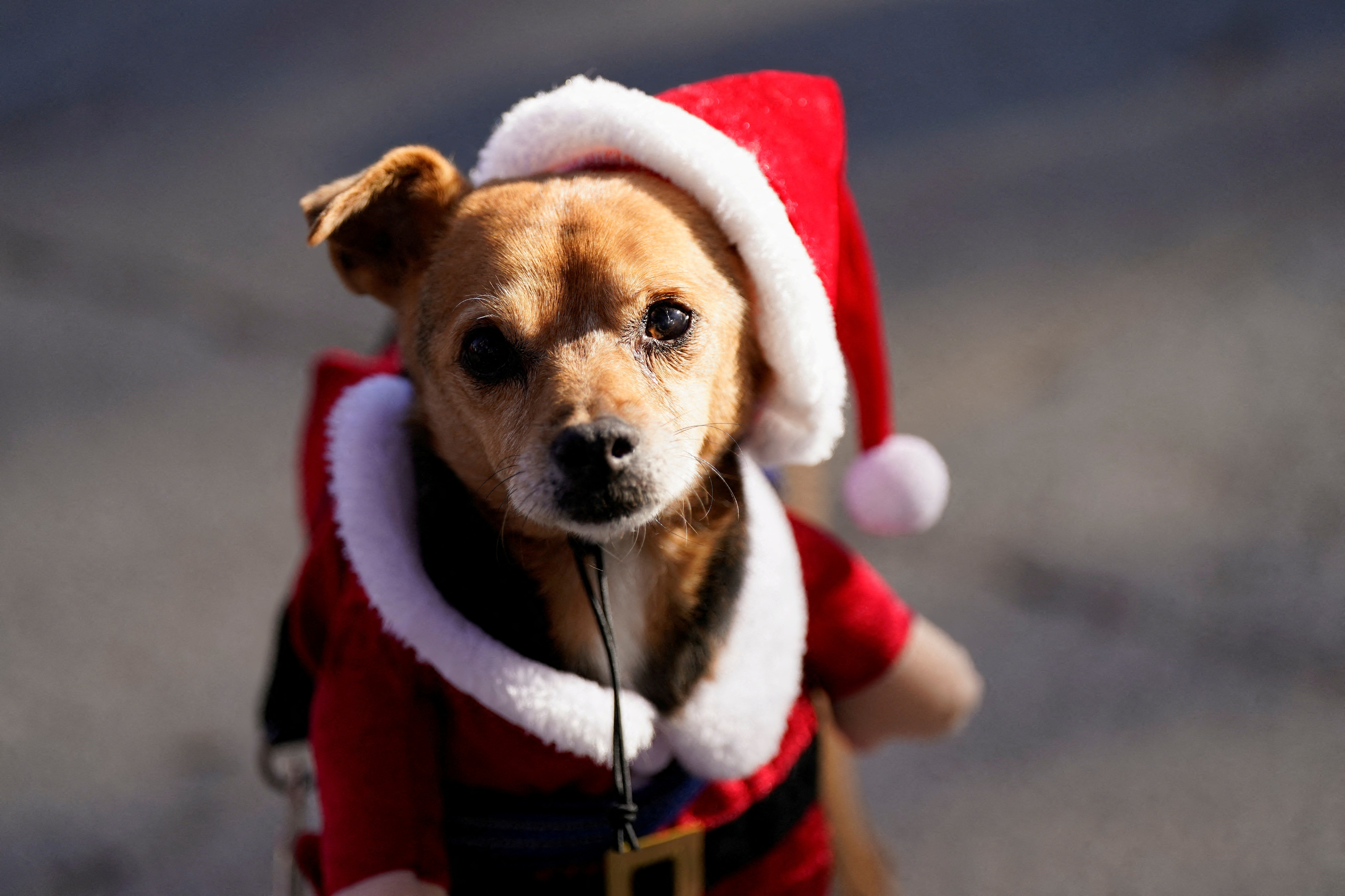 Dogs take part in the "Sanperrestre" walk in Madrid