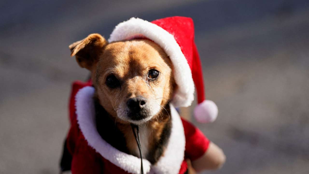 Dogs take part in the "Sanperrestre" walk in Madrid