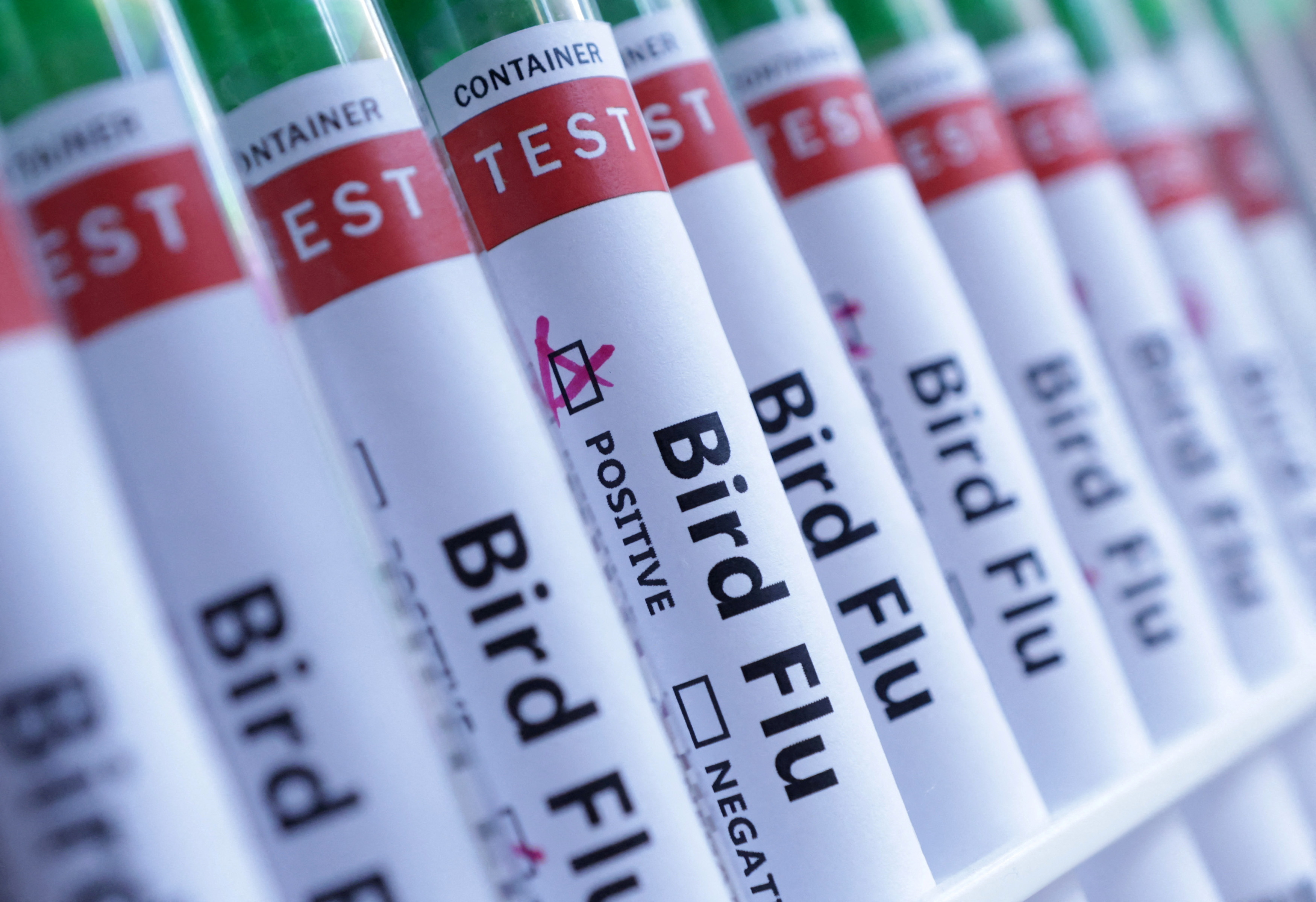 Illustration shows test tubes labelled "Bird Flu" words