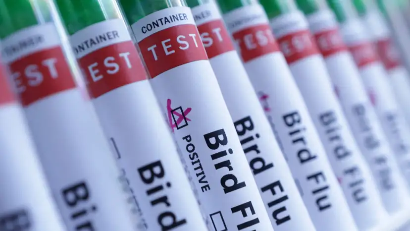 Illustration shows test tubes labelled "Bird Flu" words