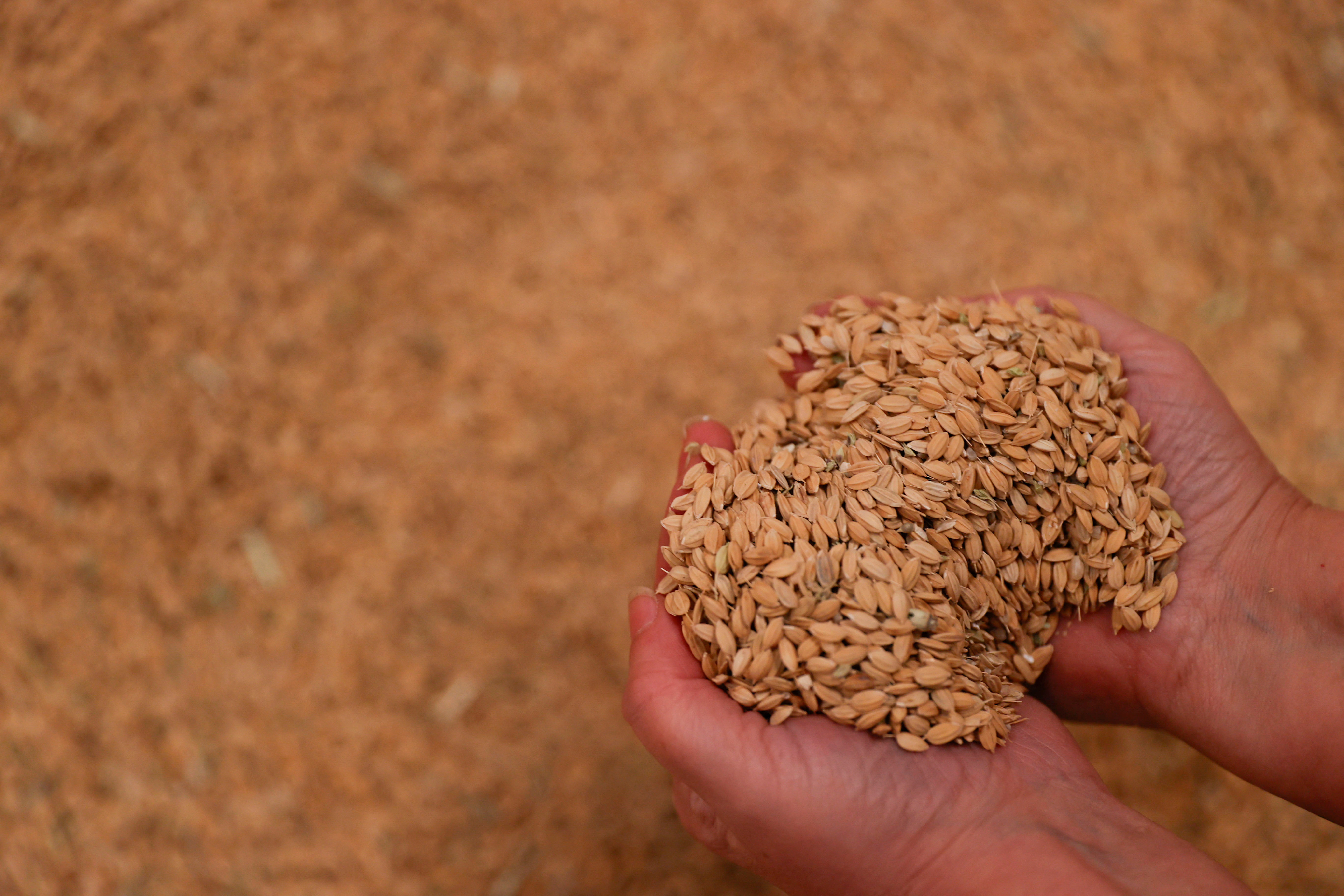 Spain's paella rice could 'disappear', say farmers angry at EU rules
