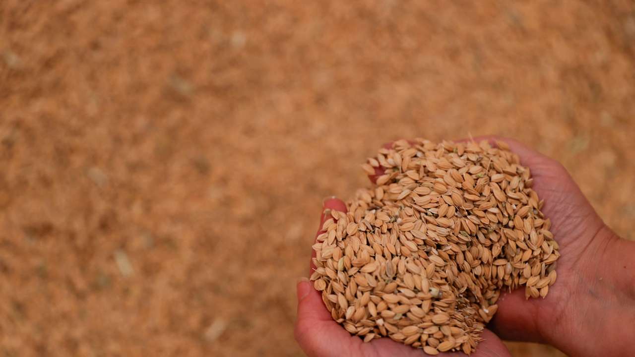 Spain's paella rice could 'disappear', say farmers angry at EU rules