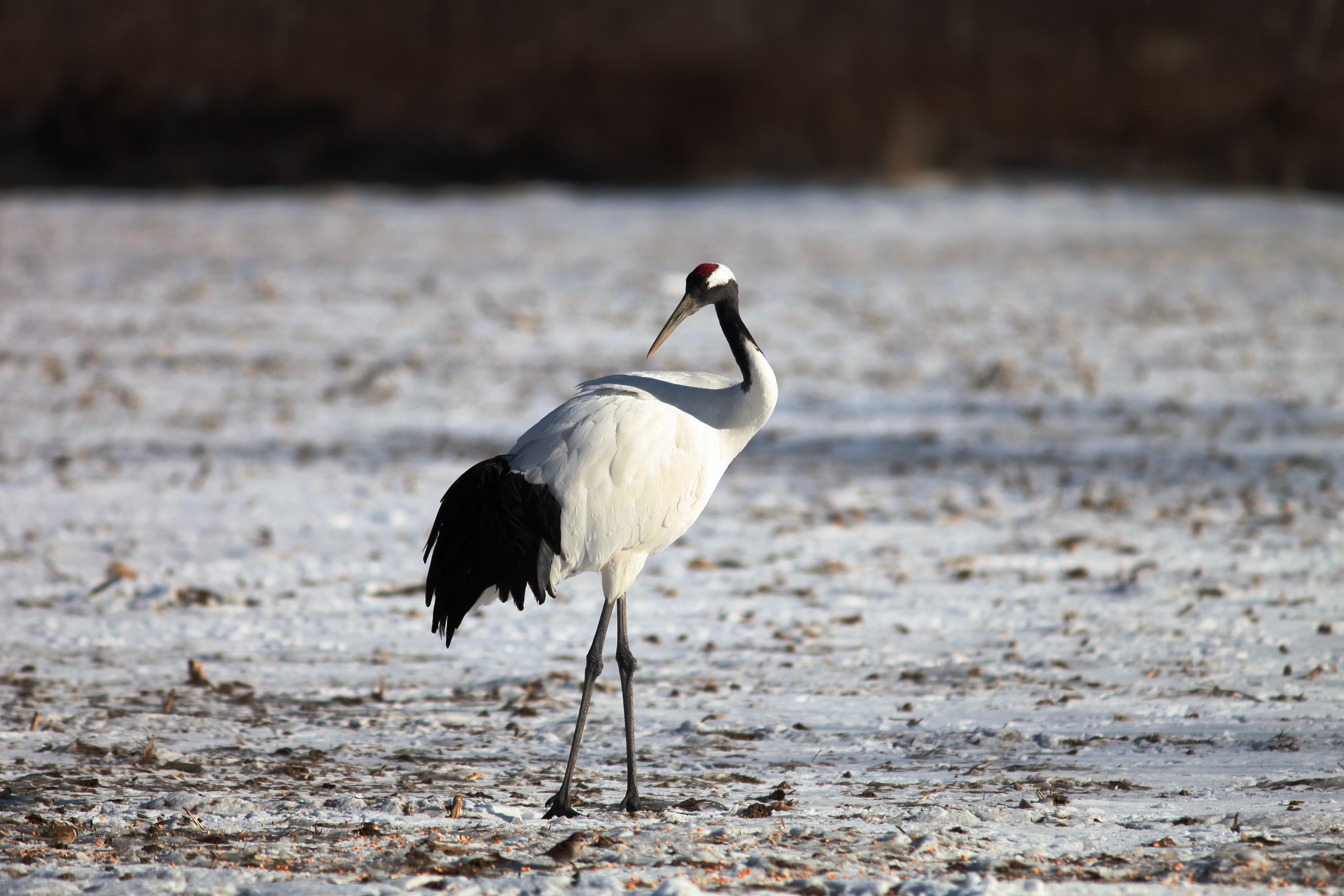 Indian desert village welcomes migrating cranes