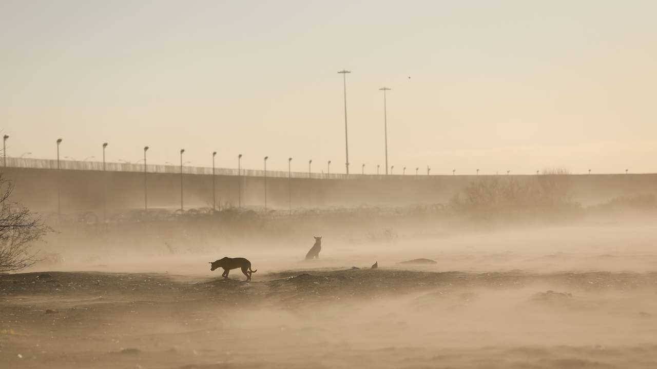 Dogs are seen near the border wall, on the border between Mexico and US, during a winter storm, in Ciudad Juarez