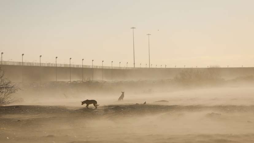 Dogs are seen near the border wall, on the border between Mexico and US, during a winter storm, in Ciudad Juarez