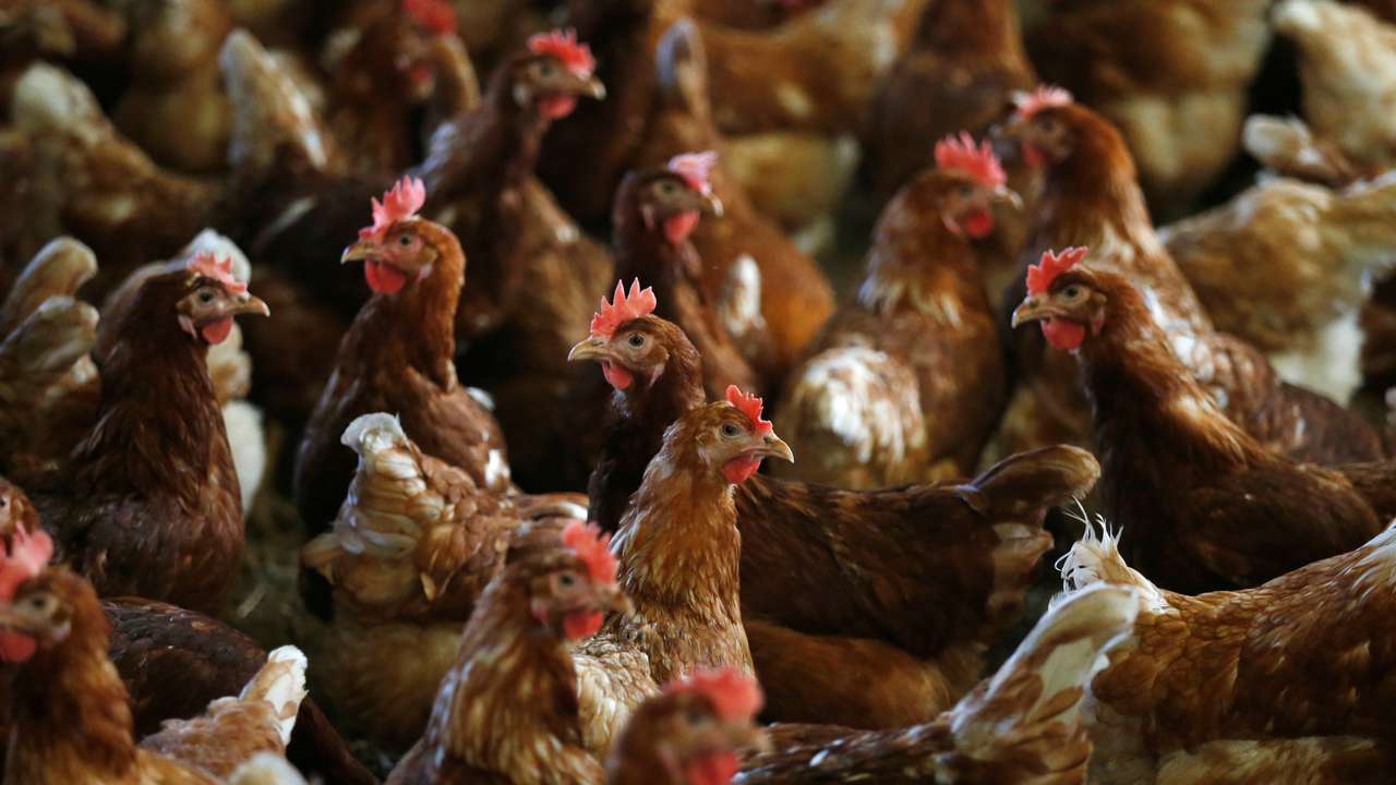 Hens are pictured at a poultry farm in Lunteren