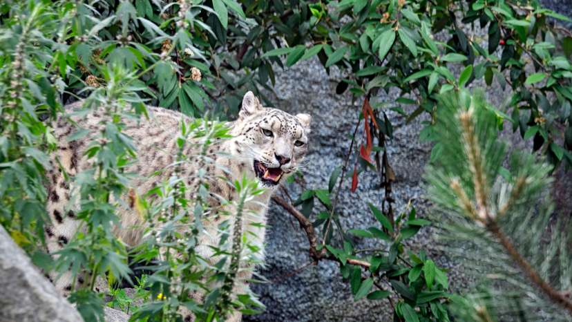 Schneeleopard ( Panthera uncia ). Schneeleopard ( Panthera uncia ) im Zoo Leipzig. 20240605MIC0389 *** Snow leopard Pant