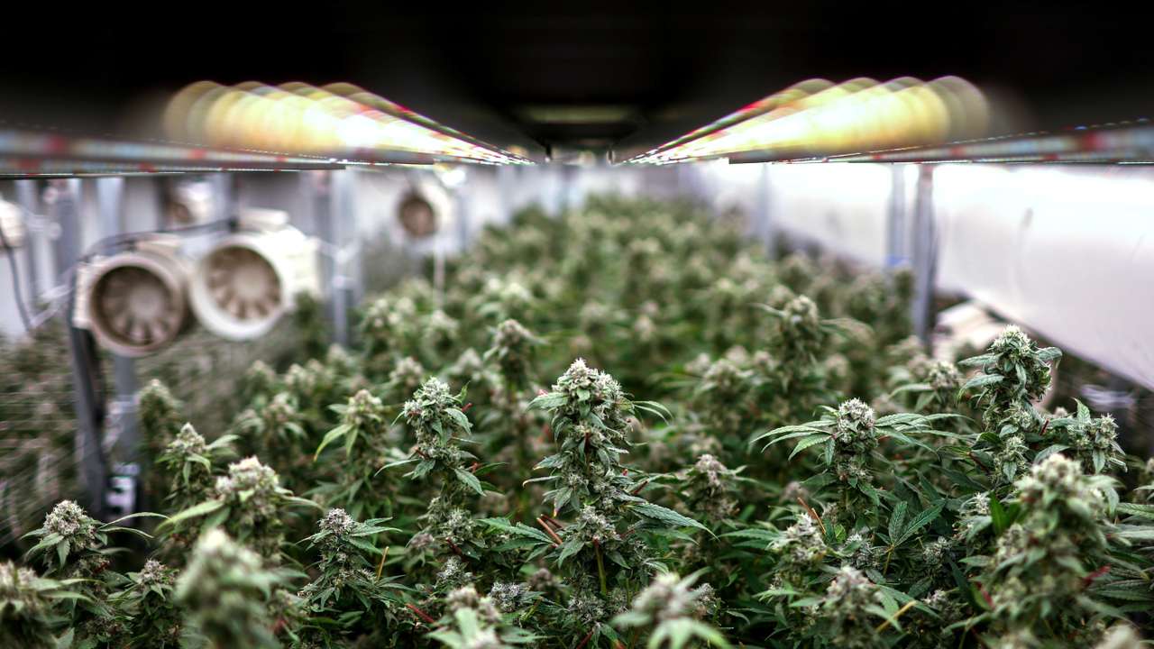 Cannabis buds are seen inside an indoor farm at the Amber Farm, in Bangkok