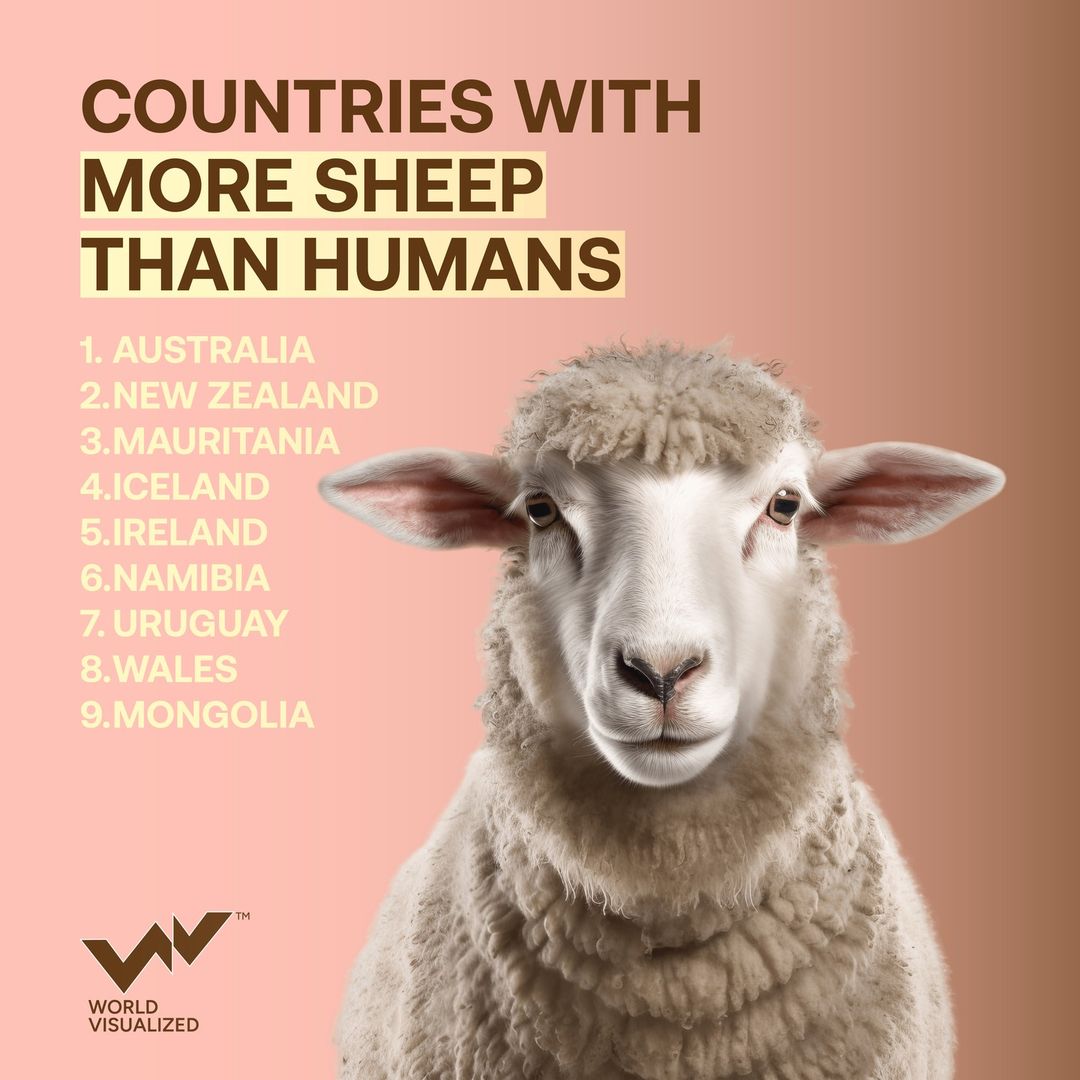 Discover the countries in the world with more sheep than humans