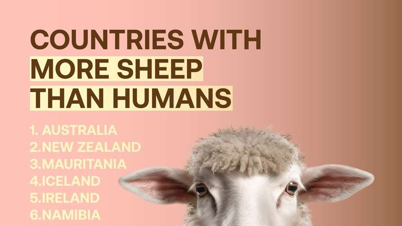 Discover the countries in the world with more sheep than humans