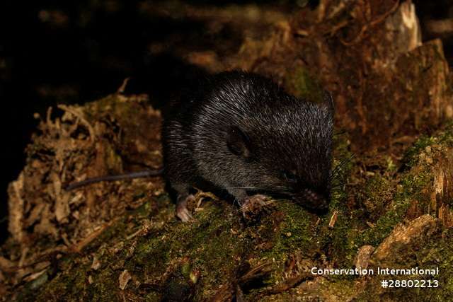 During an expedition to the Peruvian region of Alto Mayo, scientists working with Awajun indigenous communities discovered new species of plants, animals and insects