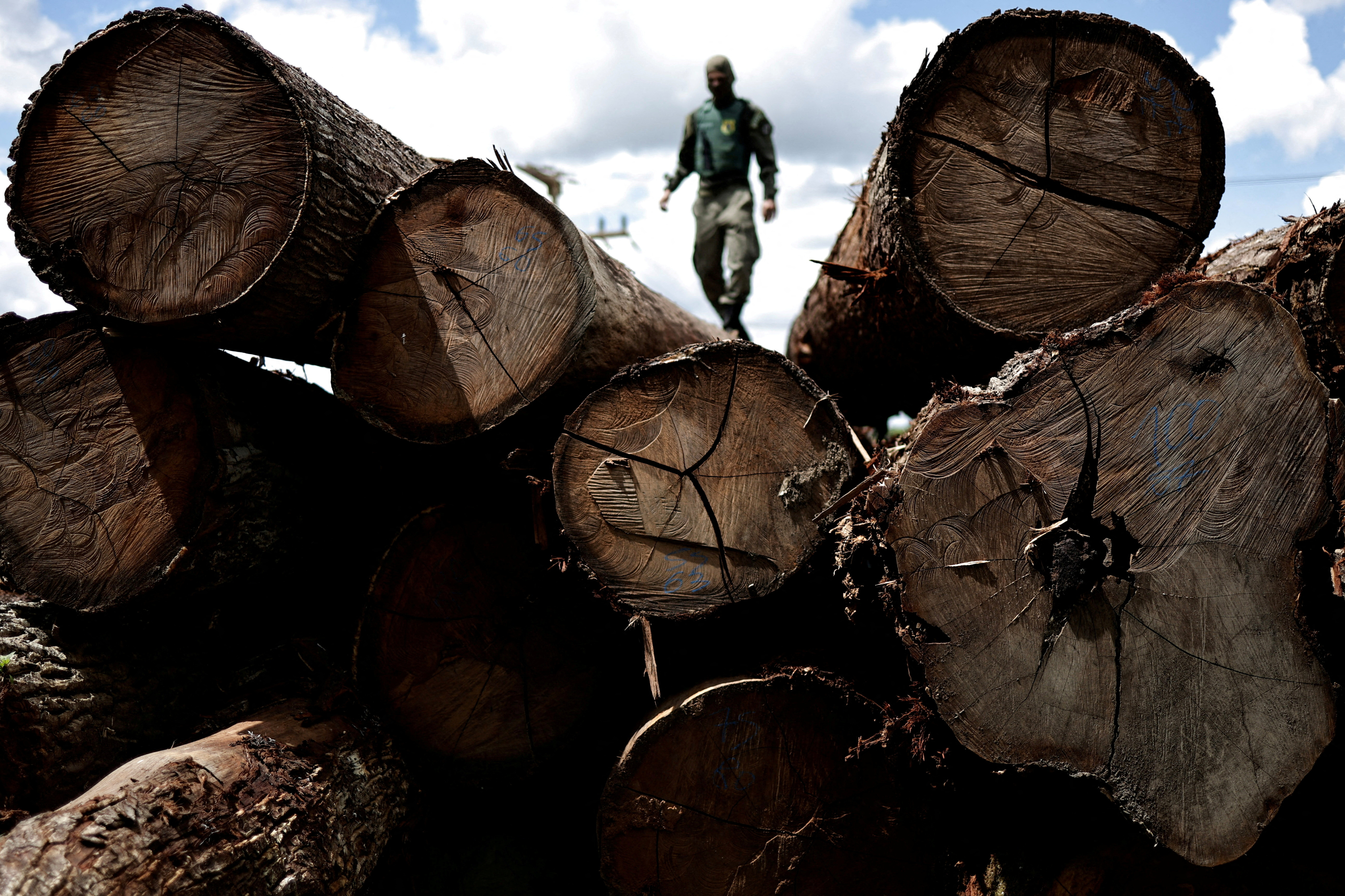 FILE PHOTO: Ibama agent inspects trees cut from the Amazon forest