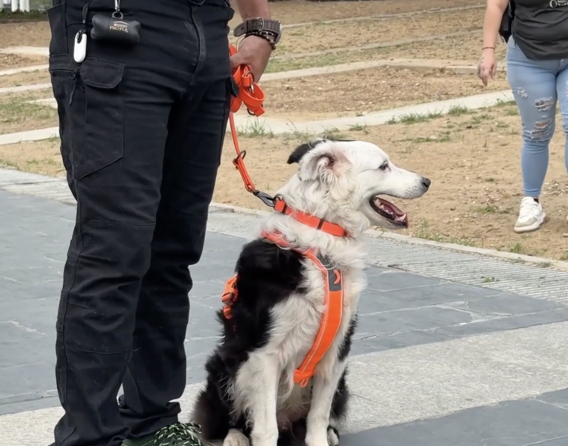 The rescue dog that located 26 people