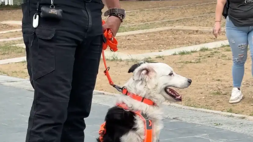 The rescue dog that located 26 people