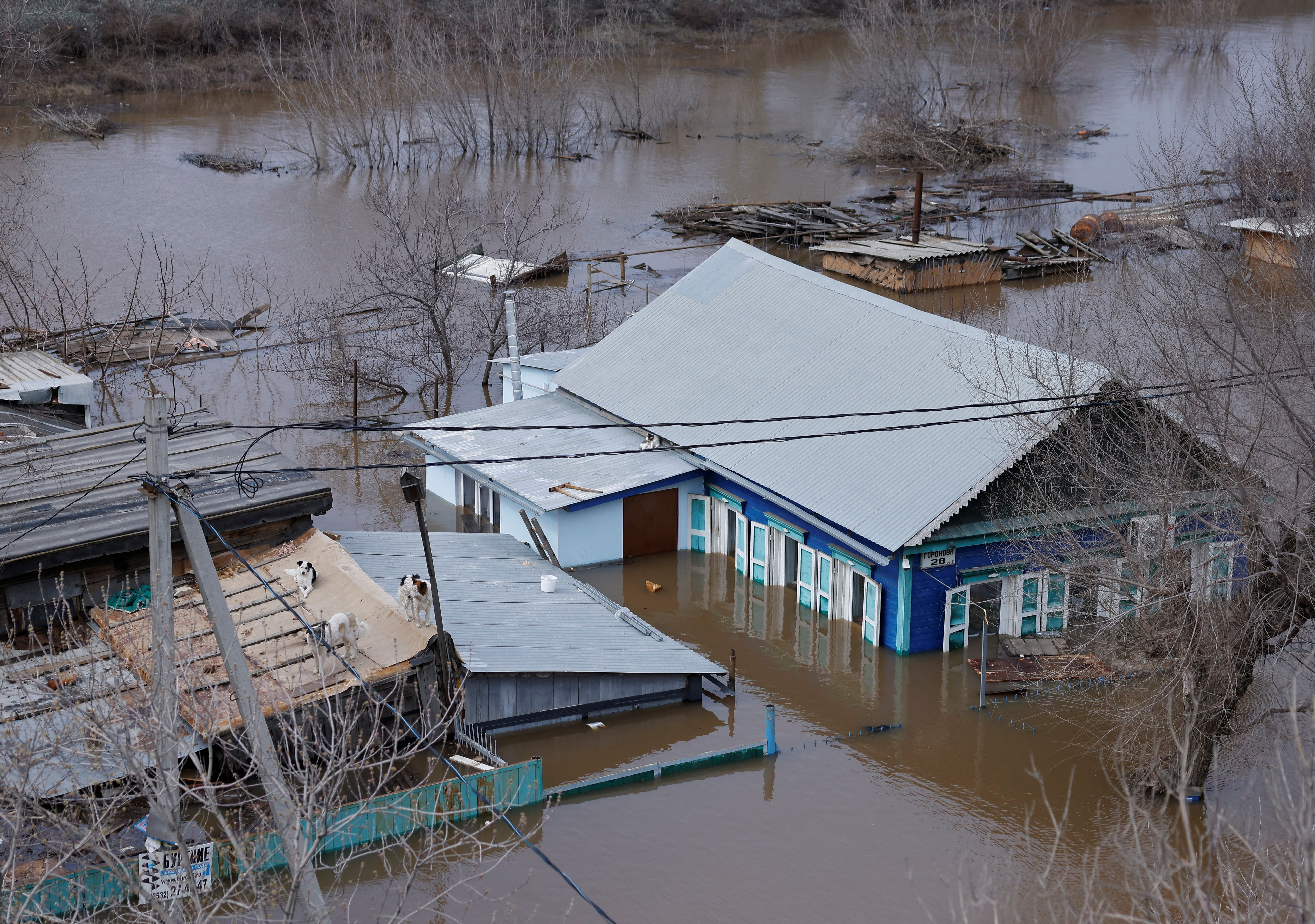 A man visits his flooded house every day to feed dogs stuck on the roof, in Orenburg