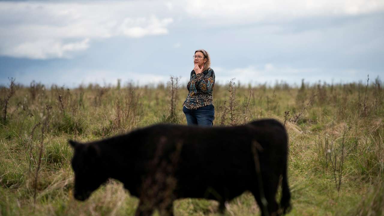 Uruguay's phantom cows, missing millions and a high-speed Tesla crash