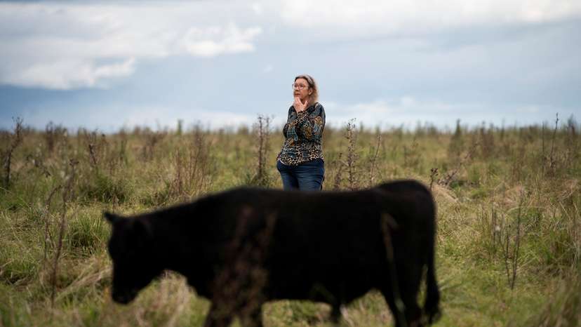 Uruguay's phantom cows, missing millions and a high-speed Tesla crash