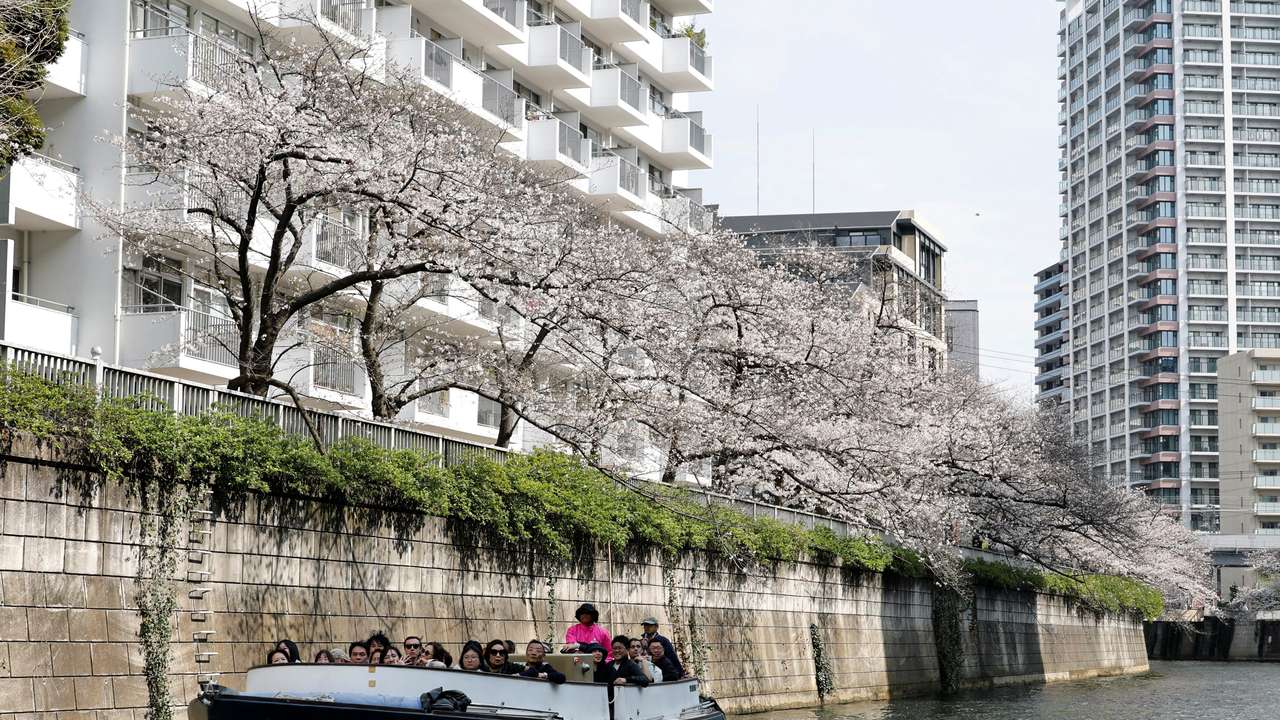 A cruise boat sails past blooming cherry blossoms along Meguro River in Tokyo