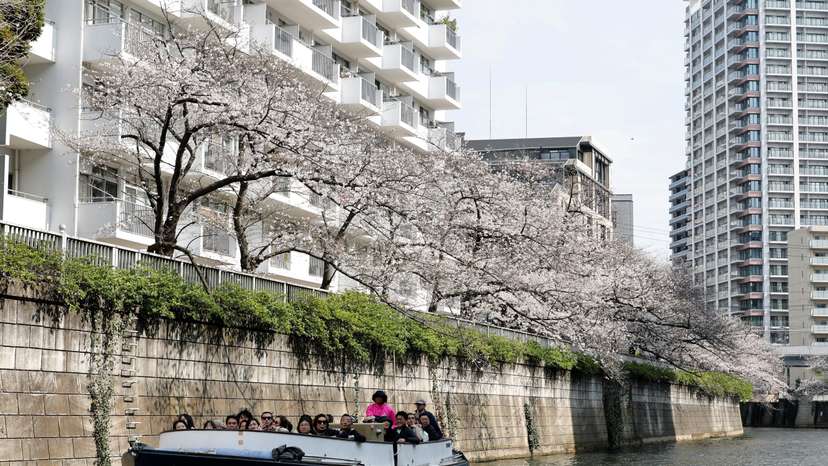 A cruise boat sails past blooming cherry blossoms along Meguro River in Tokyo