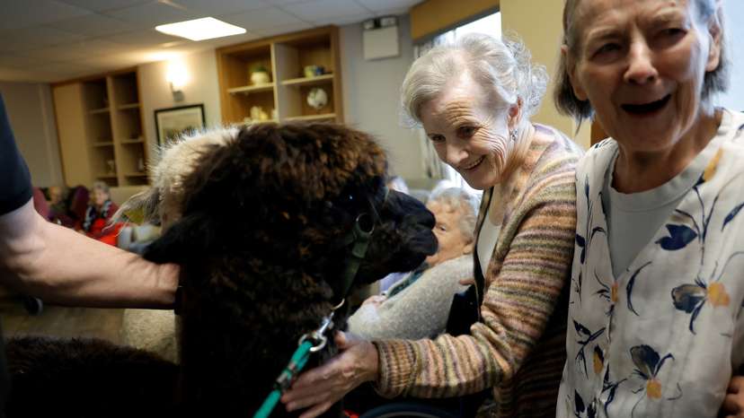 Alpaca therapeutic service for care home, in Ireland