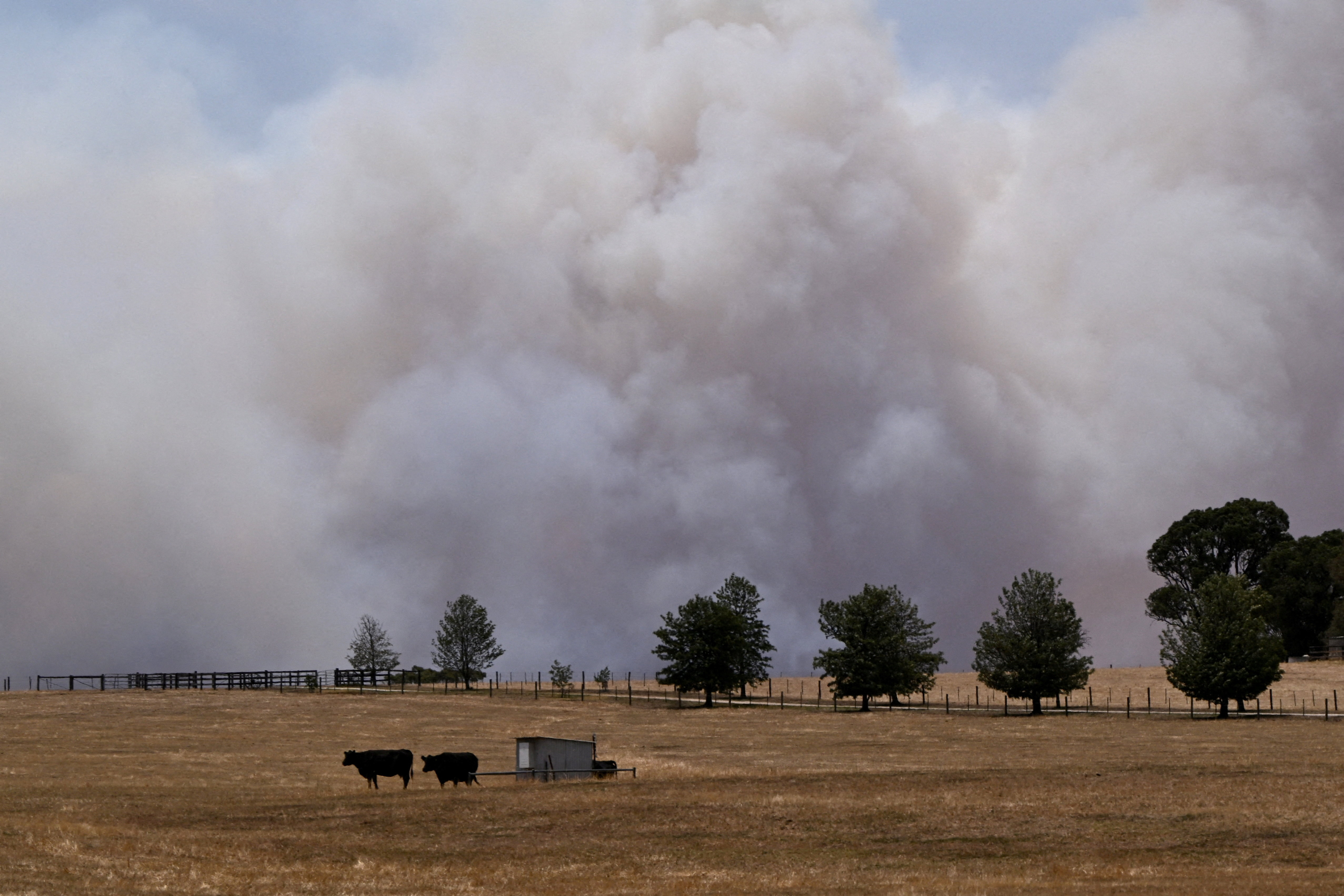 Cows stand in a field as smoke from the Longwood bushfire rises above the tree tops, as out-of-control fires burn across Victoria