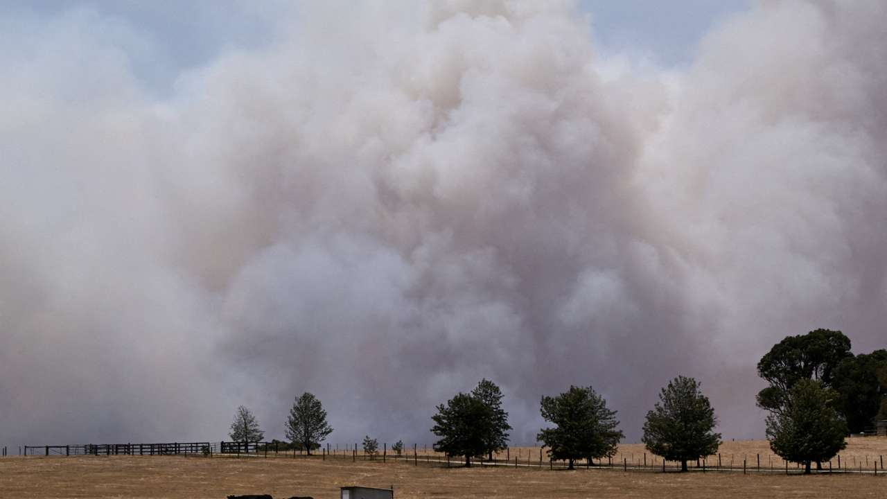 Cows stand in a field as smoke from the Longwood bushfire rises above the tree tops, as out-of-control fires burn across Victoria