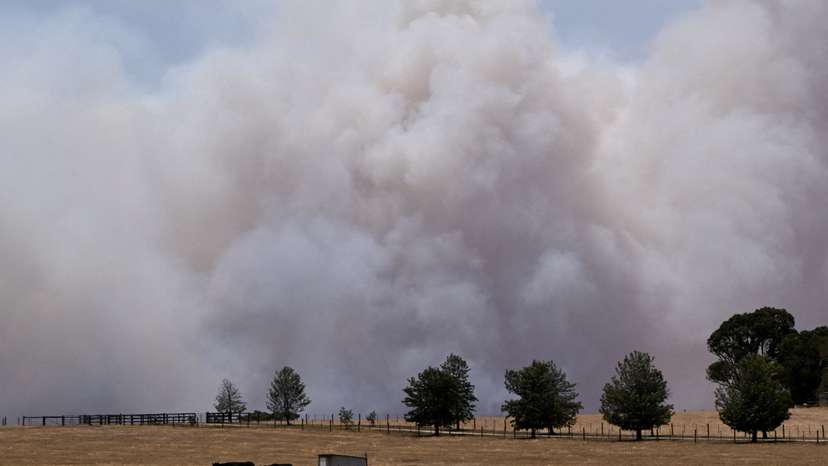 Cows stand in a field as smoke from the Longwood bushfire rises above the tree tops, as out-of-control fires burn across Victoria