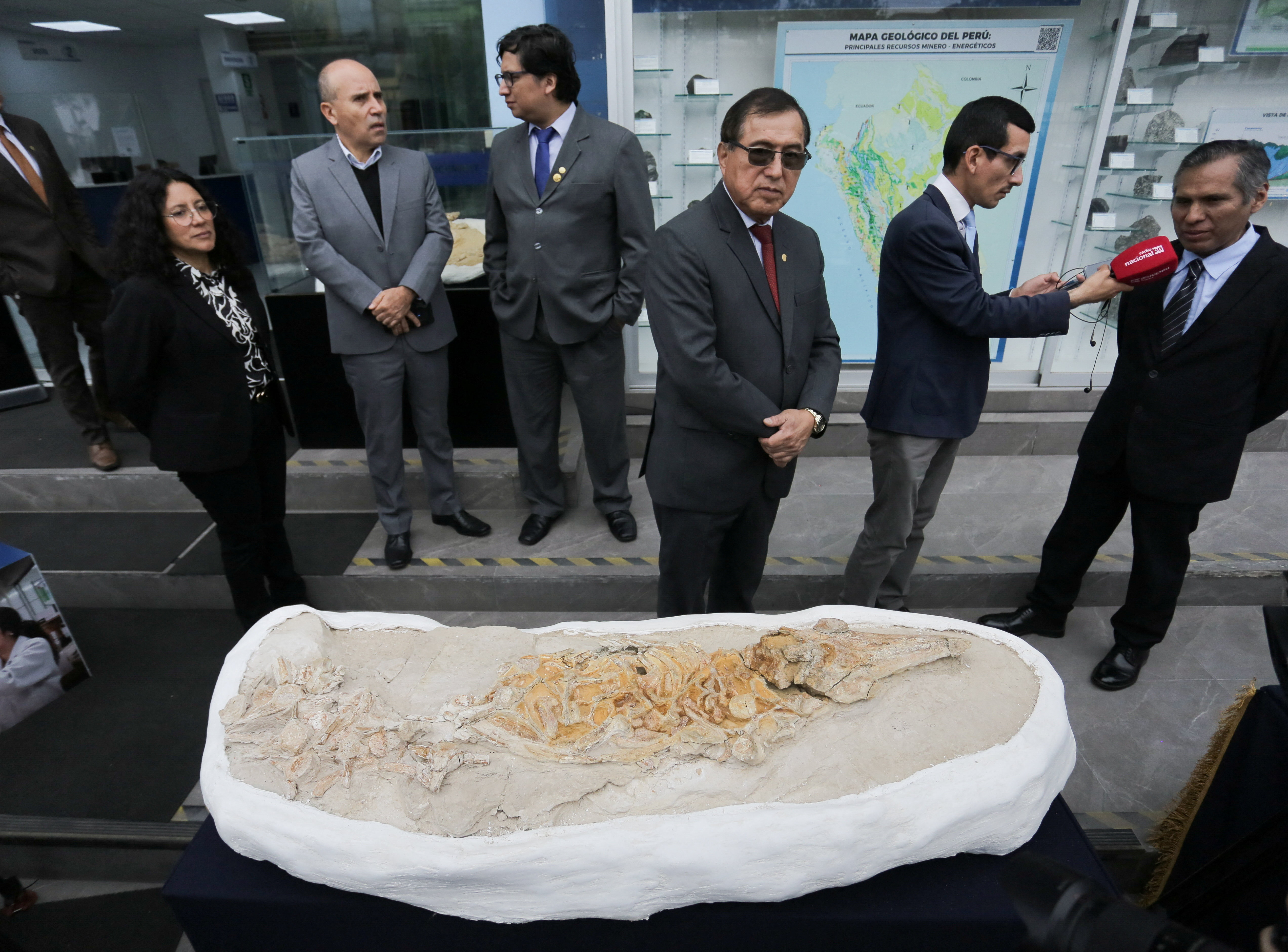 Paleontologists find porpoise fossil in Peru's ancient seabed