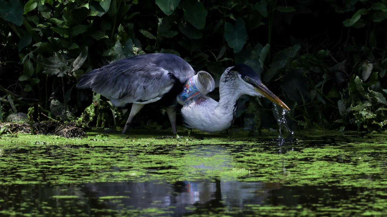 FILE PHOTO: A heron with a plastic cup stuck through its throat, in Rio de Janeiro