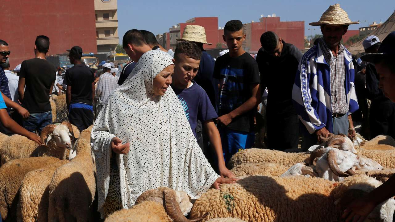 A woman buys a sheep at a livestock market, ahead of the Eid al-Adha festival, in the Moroccan city of Oujda