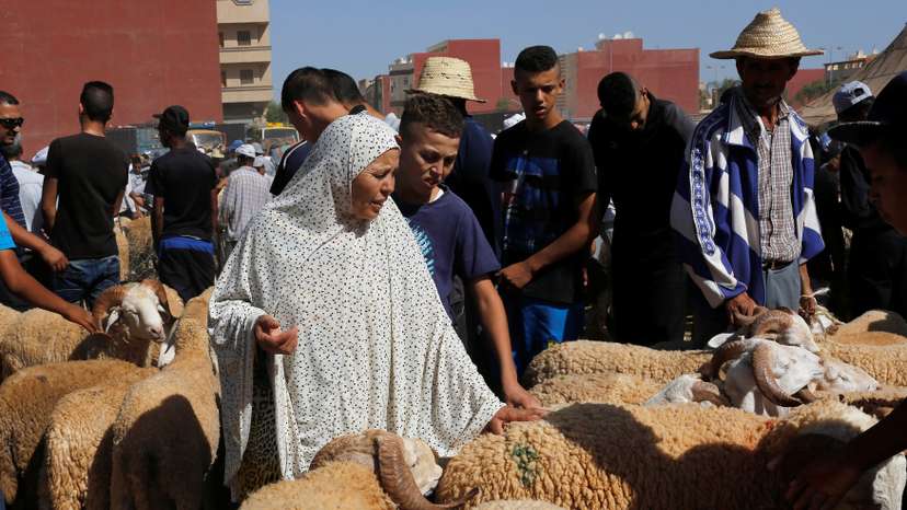 A woman buys a sheep at a livestock market, ahead of the Eid al-Adha festival, in the Moroccan city of Oujda