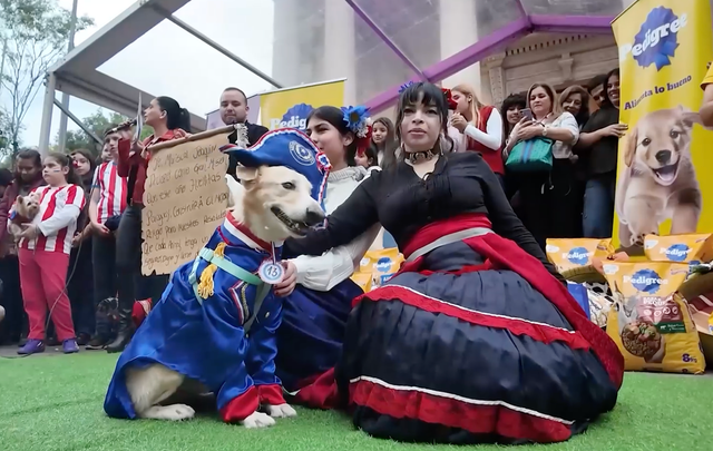 Dogs in patriotic costumes join Paraguay independe