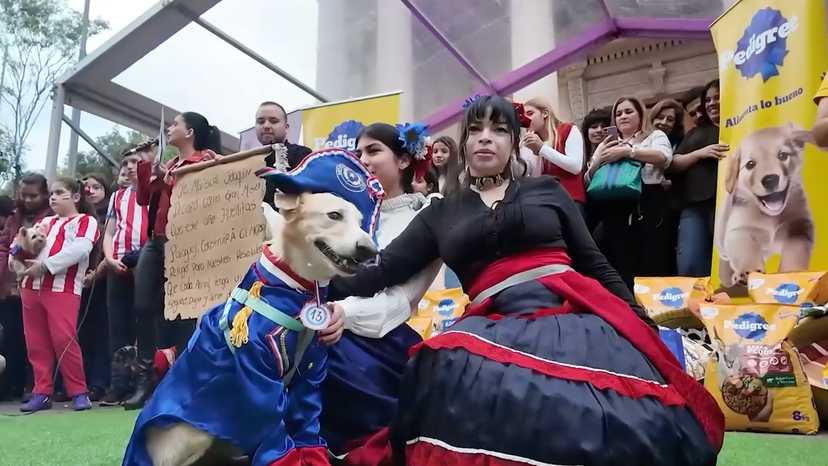 Dogs in patriotic costumes join Paraguay independe